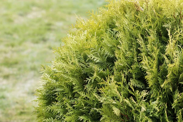 Thuja occidental vert (cèdre blanc) fond . — Photo