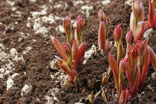 Peony shoots emerging from the ground in spring. — Stock Photo, Image