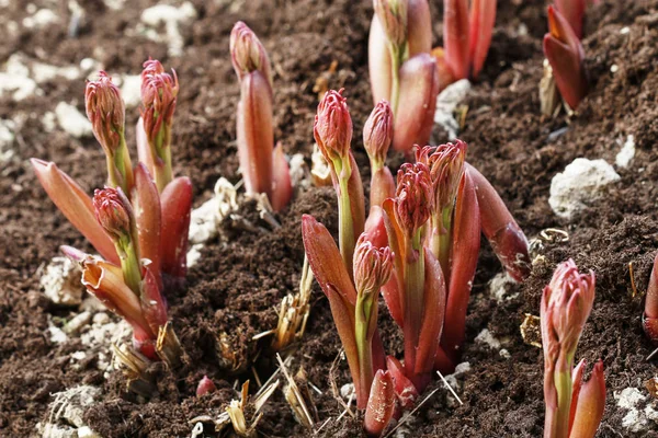 Peony shoots emerging from the ground in spring. — Stock Photo, Image