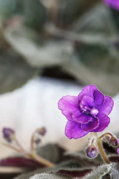 Afrikanisches Veilchen (saintpaulia ionantha) Blumen. — Stockfoto