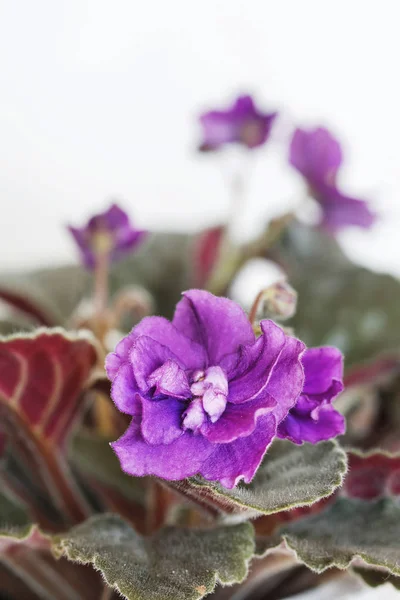African violet (saintpaulia ionantha) flowers. — Stock Photo, Image