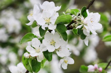 Bahçede elma tomurcukları