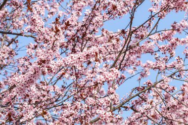 çiçek açan kiraz ağacı dalı