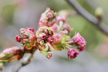 İngiliz şahini (Crataegus laevigata Paul 'un Scarlett' i) tomurcuklanır