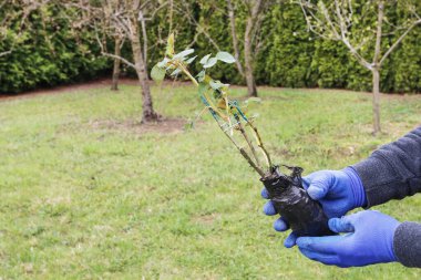 İşteki bahçıvan: Yere bir gül çalısı nasıl dikilir. 