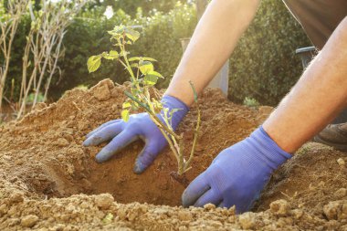 İşteki bahçıvan: Yere bir gül çalısı nasıl dikilir. 