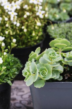 Tencere etli bitkiler. 