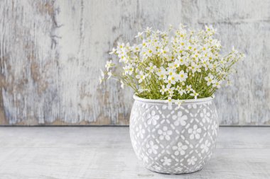 Saxifraga arendsii (Schneeteppich) flowers in ceramic pot.  clipart