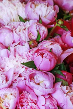 Güzel pembe şakayıklar, büyük bir buket çiçek..