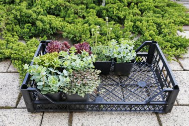 Bahçede çeşitli sulu bitkilerle dolu bir kutu.. 