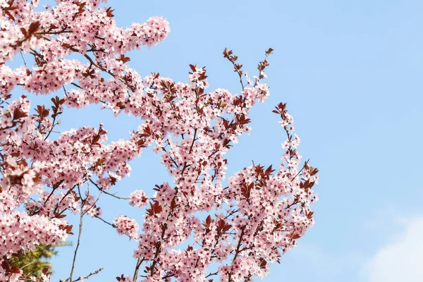 Branche florissante de cerisier — Photo