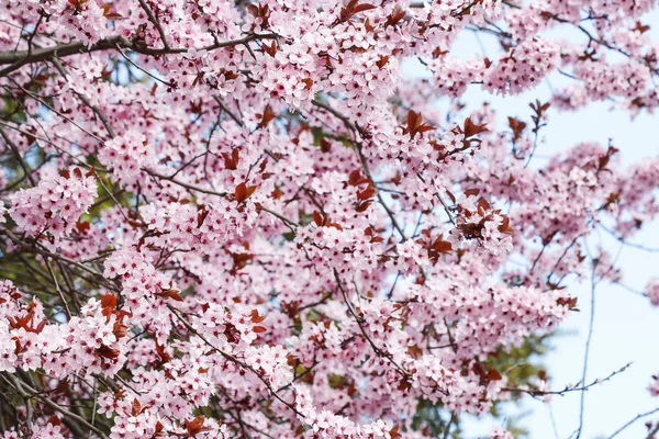 桜の花をつけた枝 — ストック写真