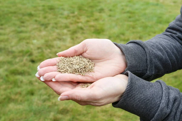 Mulher segurando sementes de grama em suas mãos — Fotografia de Stock