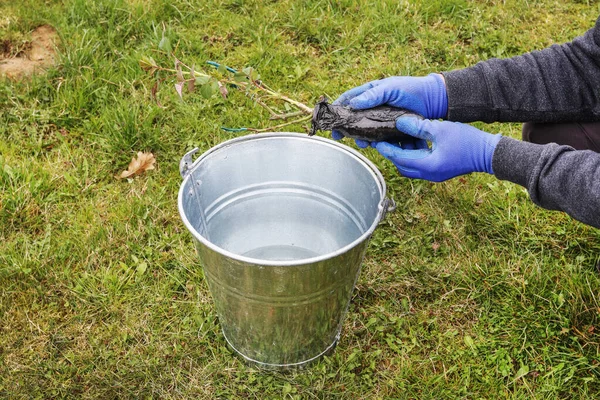 Gärtner bei der Arbeit: Wie man einen Rosenstrauch in die Erde pflanzt. — Stockfoto