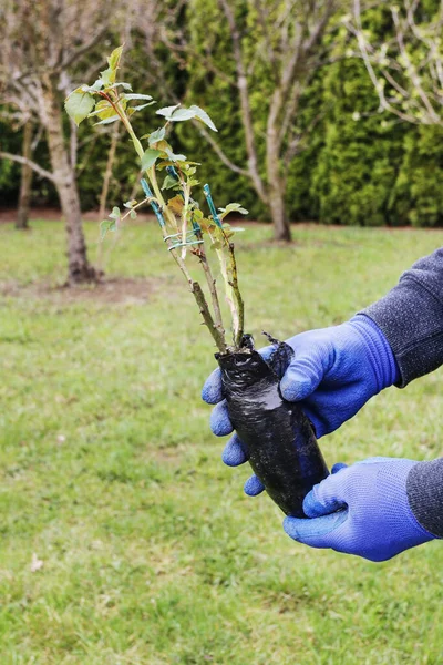 Gärtner bei der Arbeit: Wie man einen Rosenstrauch in die Erde pflanzt. — Stockfoto