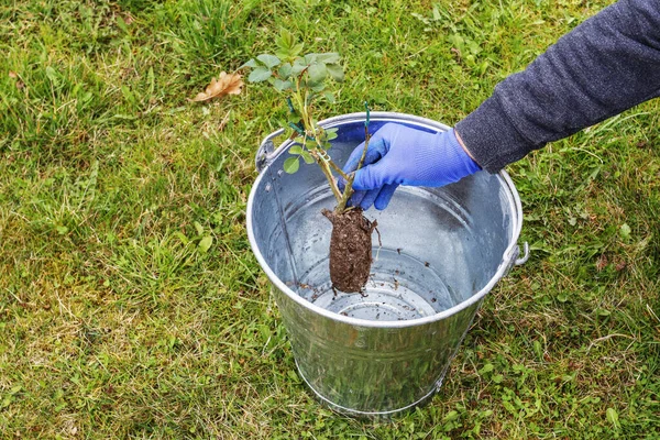 Gärtner bei der Arbeit: Wie man einen Rosenstrauch in die Erde pflanzt. — Stockfoto