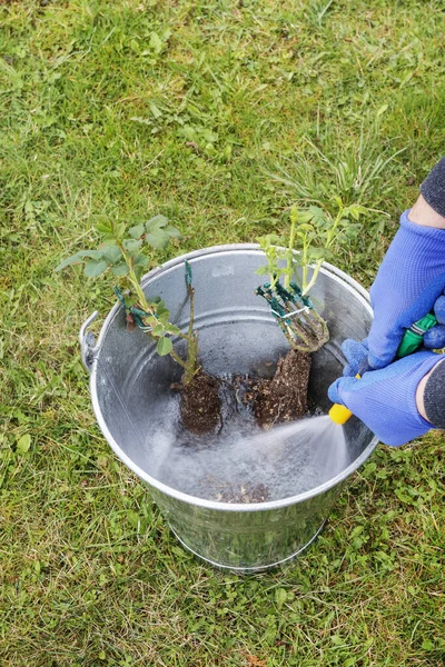 仕事中の庭師:地面にバラの低木を植える方法. — ストック写真