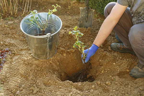 일하는 정원사: 땅에 장미 관목을 심는 방법. — 스톡 사진