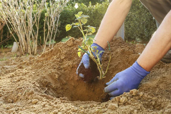 Zahradník při práci: Jak zasadit růžový keř do země. — Stock fotografie