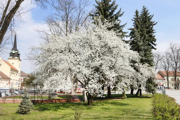 Skawina, poland - 15. April 2019: blühender Kirschbaum auf dem — Stockfoto
