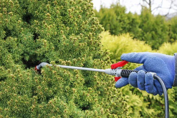 Pulverizarea plantelor în grădină . — Fotografie, imagine de stoc