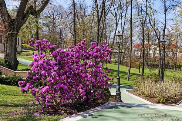 Beautiful rhododendron (Azalea) shrub in city park. — Stock Photo, Image