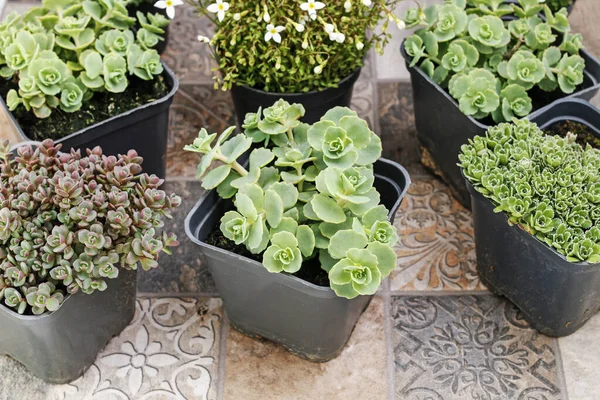 Succulente planten in potten. — Stockfoto