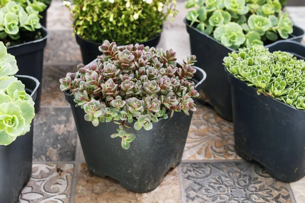 Succulente planten in potten. — Stockfoto