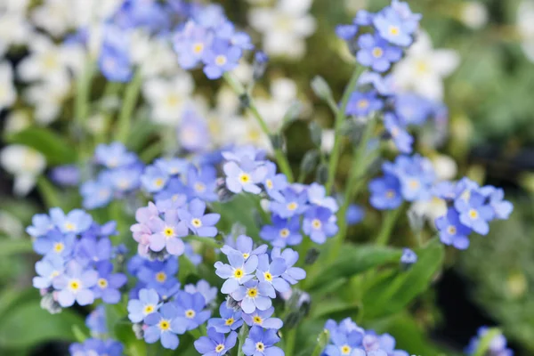 Gebied van vergeet Me niet bloemen. — Stockfoto