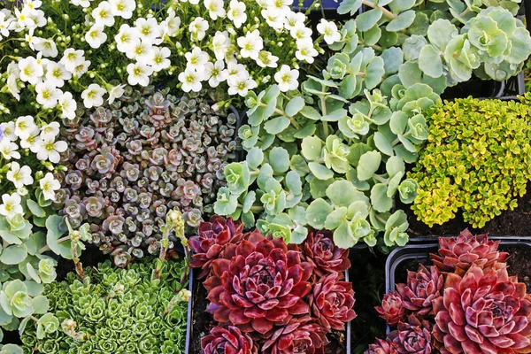 Saxifraga arendsii (Schneeteppich) blommor och saftiga växter — Stockfoto