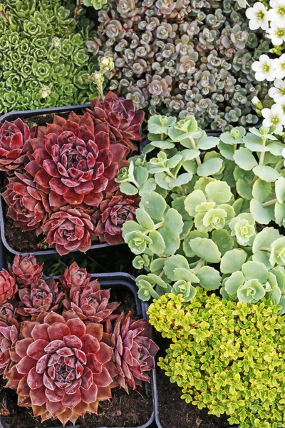 Beautiful succulent plants for rockery garden. — Stock Photo, Image