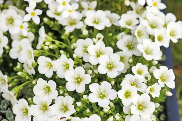 Saxifraga arendsii (Schneeteppich) flowers — Stock Photo, Image