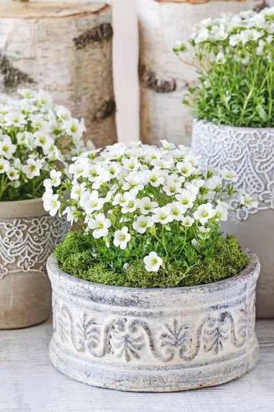 Saxifraga arendsii (Schneeteppich) flowers in ceramic pot. — Stock Photo, Image