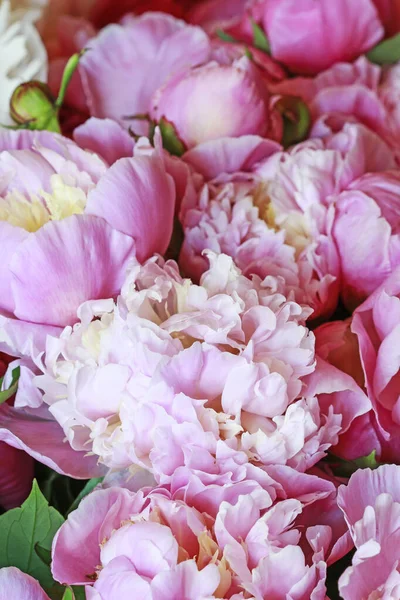 Hermosas peonías rosadas, enorme ramo de flores . — Foto de Stock