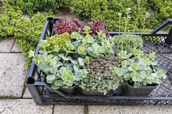Box with various succulent plants in the garden. — Stock Photo, Image