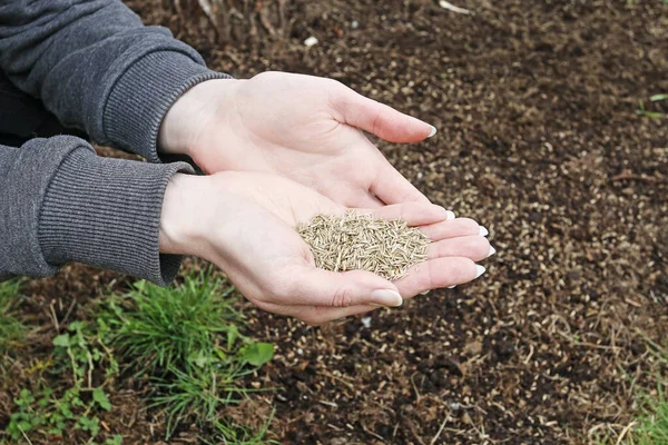 Woman holding seeds of grass in her hands — Stock Image Woman holding seeds of grass in her hands Stock Picture