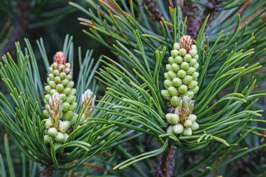 Ormanda kozalaklı ağaçların genç filizleri.