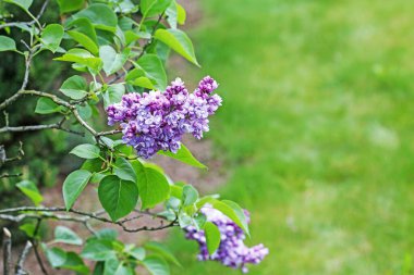 Bahçedeki güzel leylak çiçekleri. 