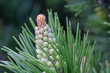 Ormanda kozalaklı ağaçların genç filizleri.