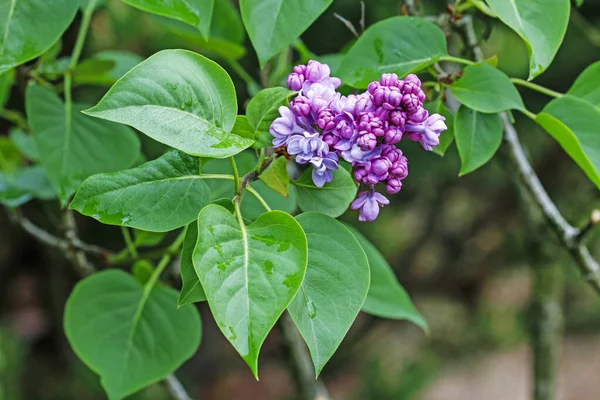Beautiful lilac flowers in the garden. — Stock Photo, Image