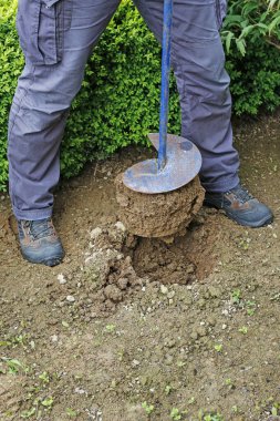 İşyerindeki bahçıvan: Yerdeki şakayık çalısı nasıl dikilir. 