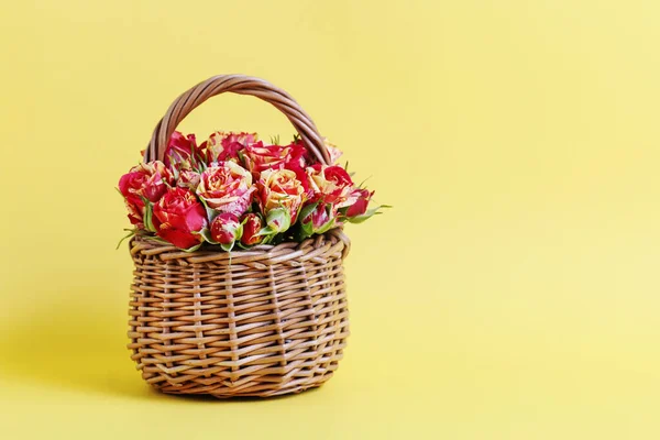 Rieten mand met rozen op gele achtergrond. — Stockfoto