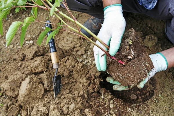 Гарей за работой: как посадить пионы в землю . — стоковое фото