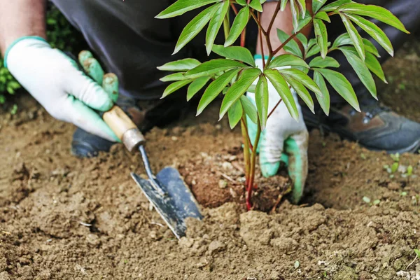 직장에서 의 garedener: 땅에 페니스 관목을 심는 방법. — 스톡 사진