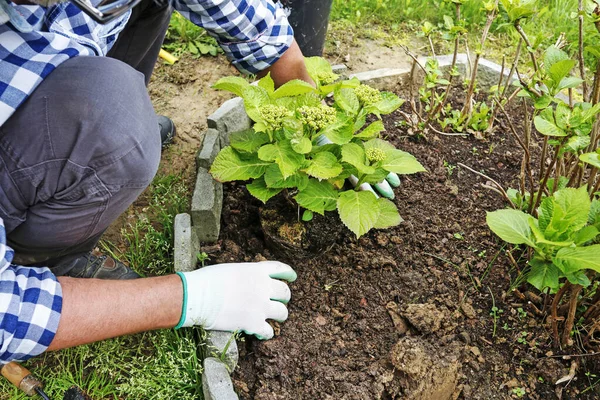 직장에서 정원사: 땅에 오르 텐 시아 관목을 심는 방법. — 스톡 사진