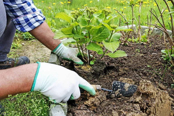 직장에서 정원사: 땅에 오르 텐 시아 관목을 심는 방법. — 스톡 사진