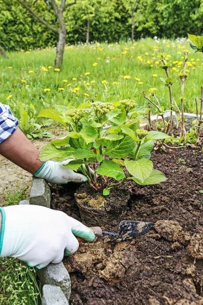 Zahradník při práci: Jak zasadit hortensia keř do země. — Stock fotografie
