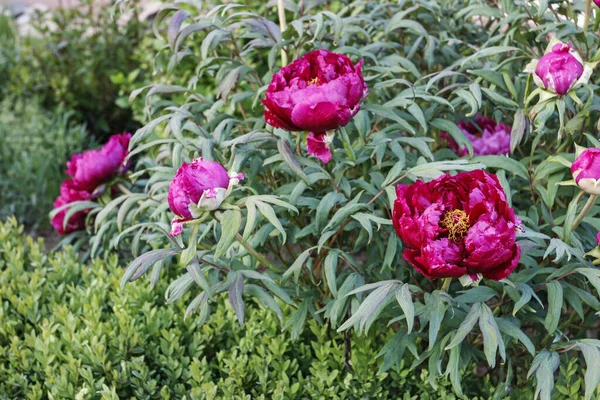 Vackra rosa pioner i trädgården. — Stockfoto