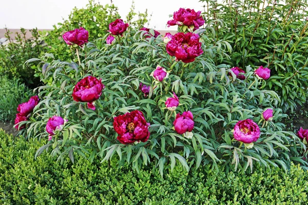 Schöne rosa Pfingstrosen im Garten. — Stockfoto