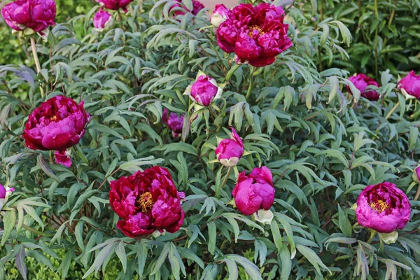 Schöne rosa Pfingstrosen im Garten. — Stockfoto